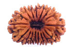 17 mukhi rudraksha  beads hyderabad